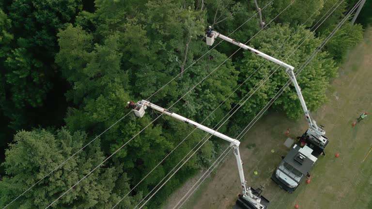 How Our Tree Care Process Works  in  Oak Park, IL